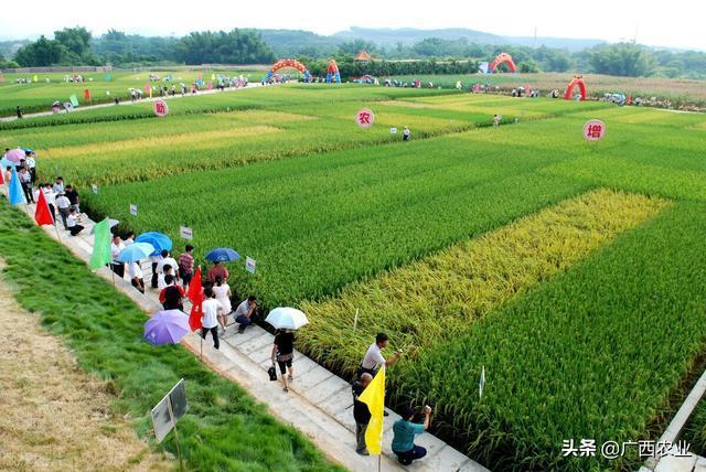 高要市农业农村局最新发展规划揭秘，未来发展方向与战略部署